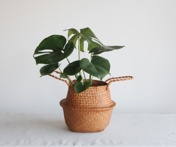 Pet Plant ラタンバッグ S (収納ボックス／植木鉢／ブラウン)