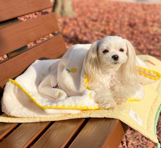 BABIS YOUNG 愛犬用 ブランケット 毛布 日本未入荷 3色