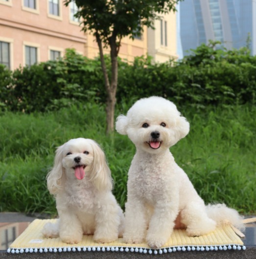 BABIS YOUNG 愛犬用 ポータブル 散歩マット 日本未入荷 5色 M
