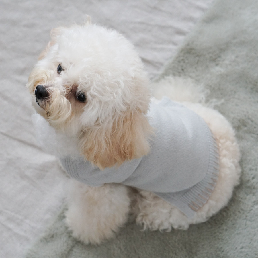 Louisdog ルイスドッグ  フラット ホワイト ラグ【Twill】 Louisdog | Dog Beds | Dog Clothes | Dog Carriers