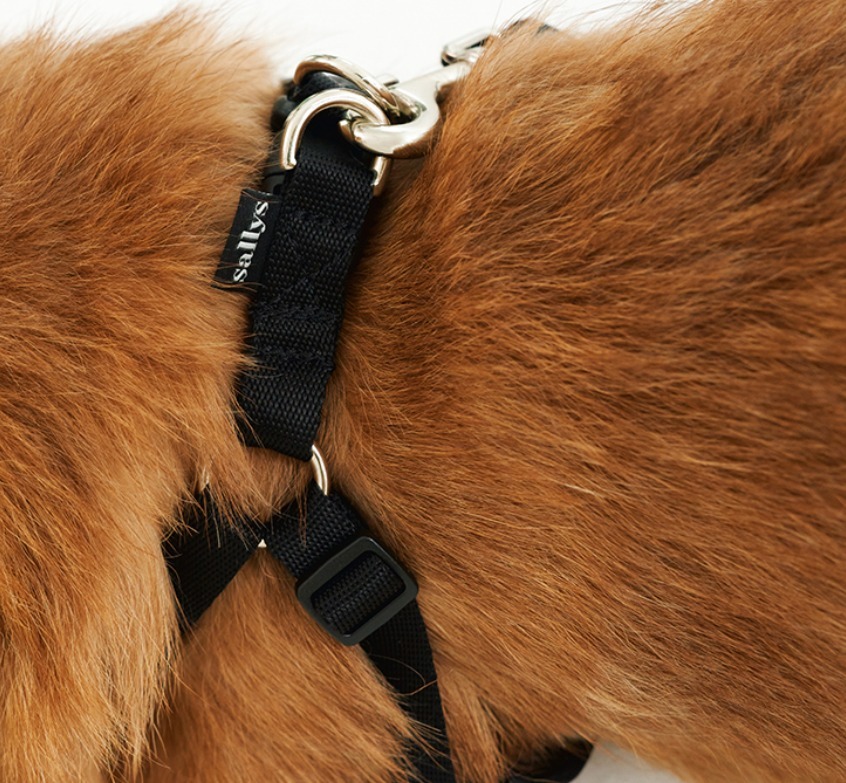 THE SALLYS LAW ☆ Bear Bear cushioing X harness リードSET