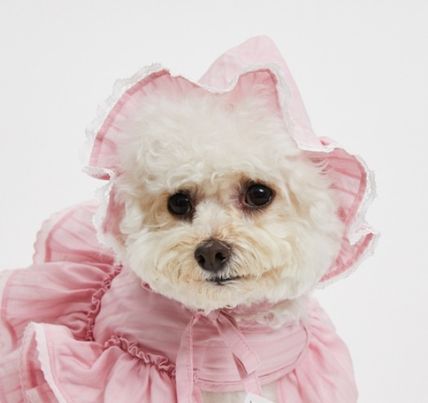 Louisdog ルイスドッグ ジーニアス バンダナ/For Mom Louisdog ルイスドッグ ジーニアス バンダナ/For Mom (Louis dog