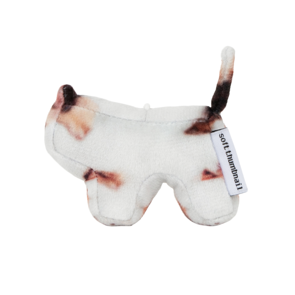 《SOFT THUMBNAIL》 CAT MASTER Jigoo, Domestic Shorthair