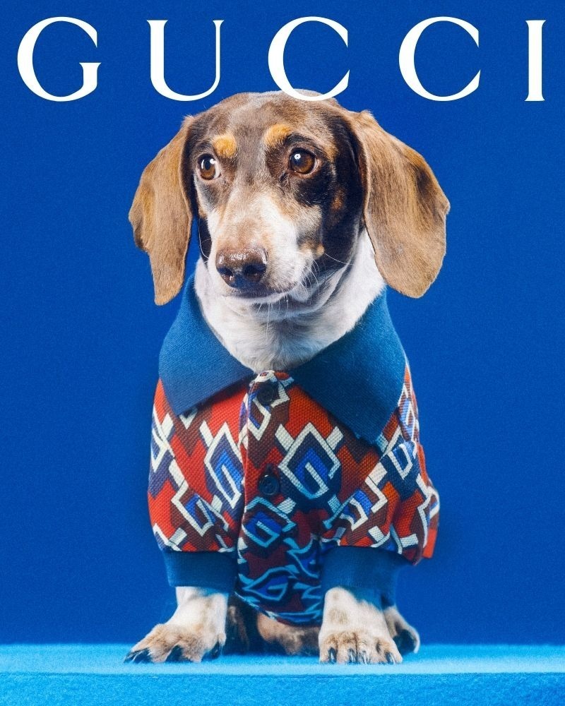sale GUCCI グッチ ジオメトリックG ドッグ ポロ 服 size XXS