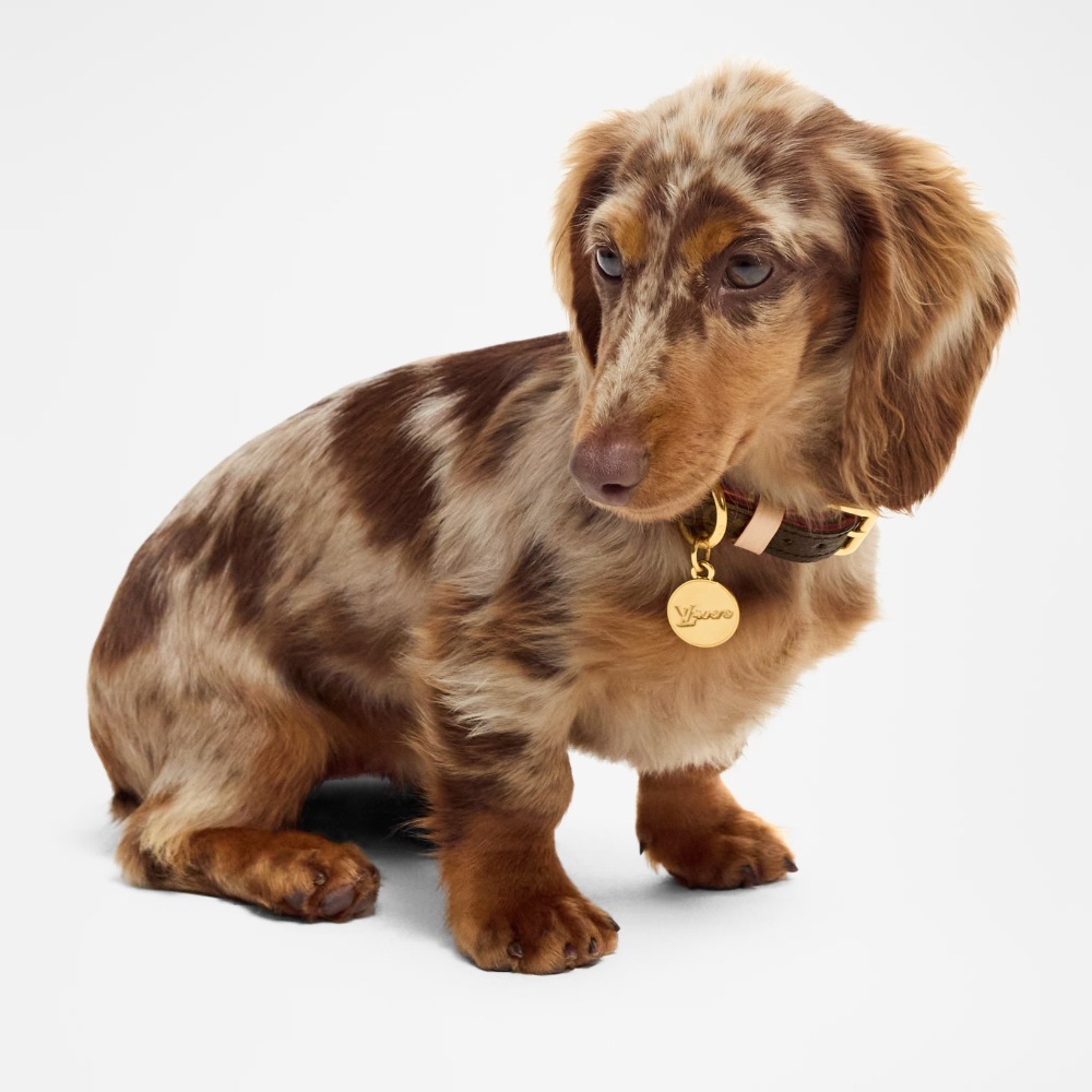 《LOUIS VUITTON》タイムレス♪ 犬用首輪 XS