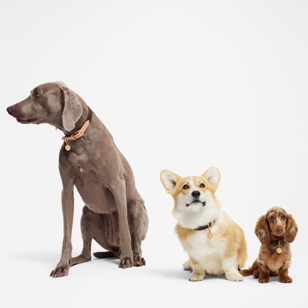 《LOUIS VUITTON》タイムレス♪ 犬用首輪 XS