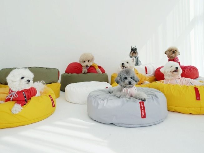 【PUPPY ANGEL】SSOOOK CUSHIONボア生地ベッド(Mサイズ)★5color PUPPY ANGEL】SSOOOK CUSHIONベッド(Mサイズ)☆5color (PUPPY