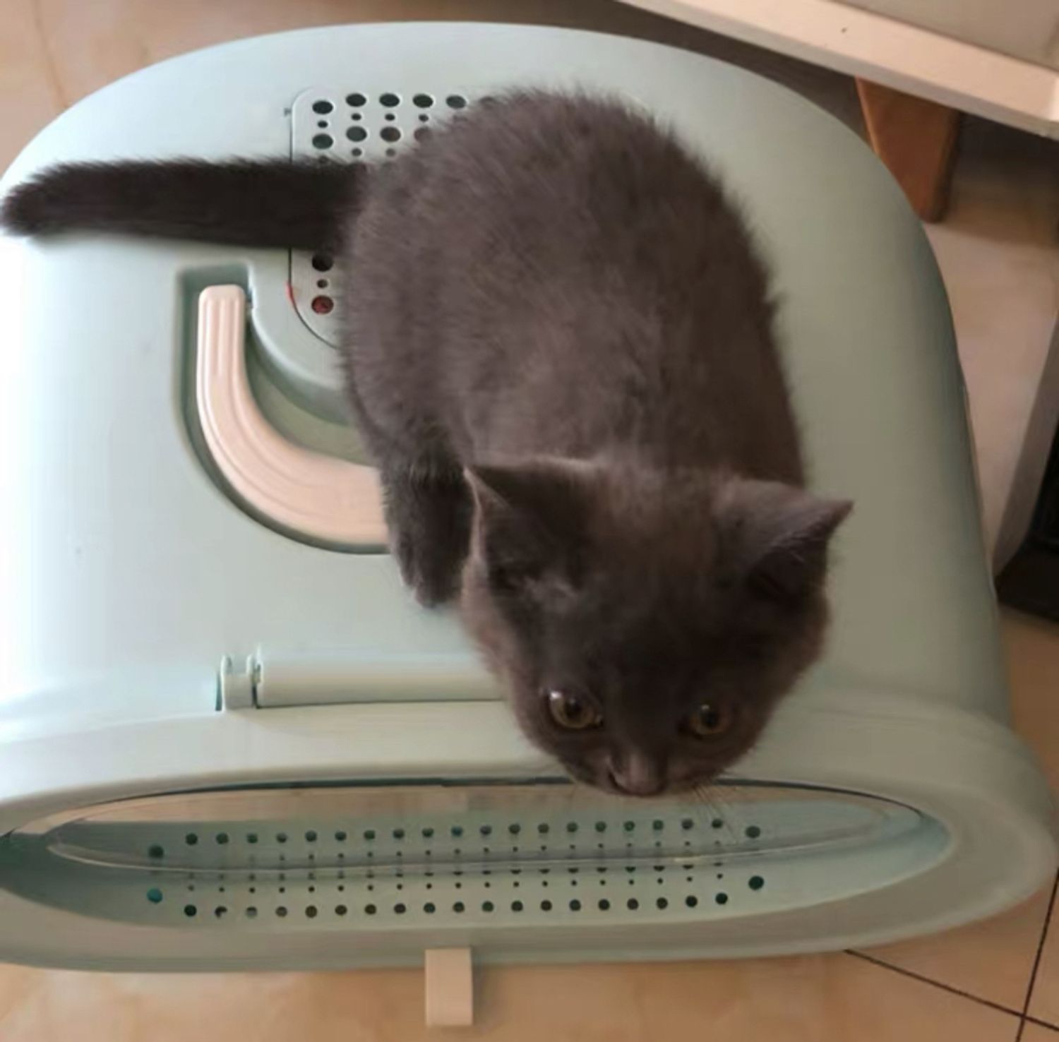 ネコちゃん用 カラフル インテリア トイレ お洒落 猫 ケア用品 Buyma