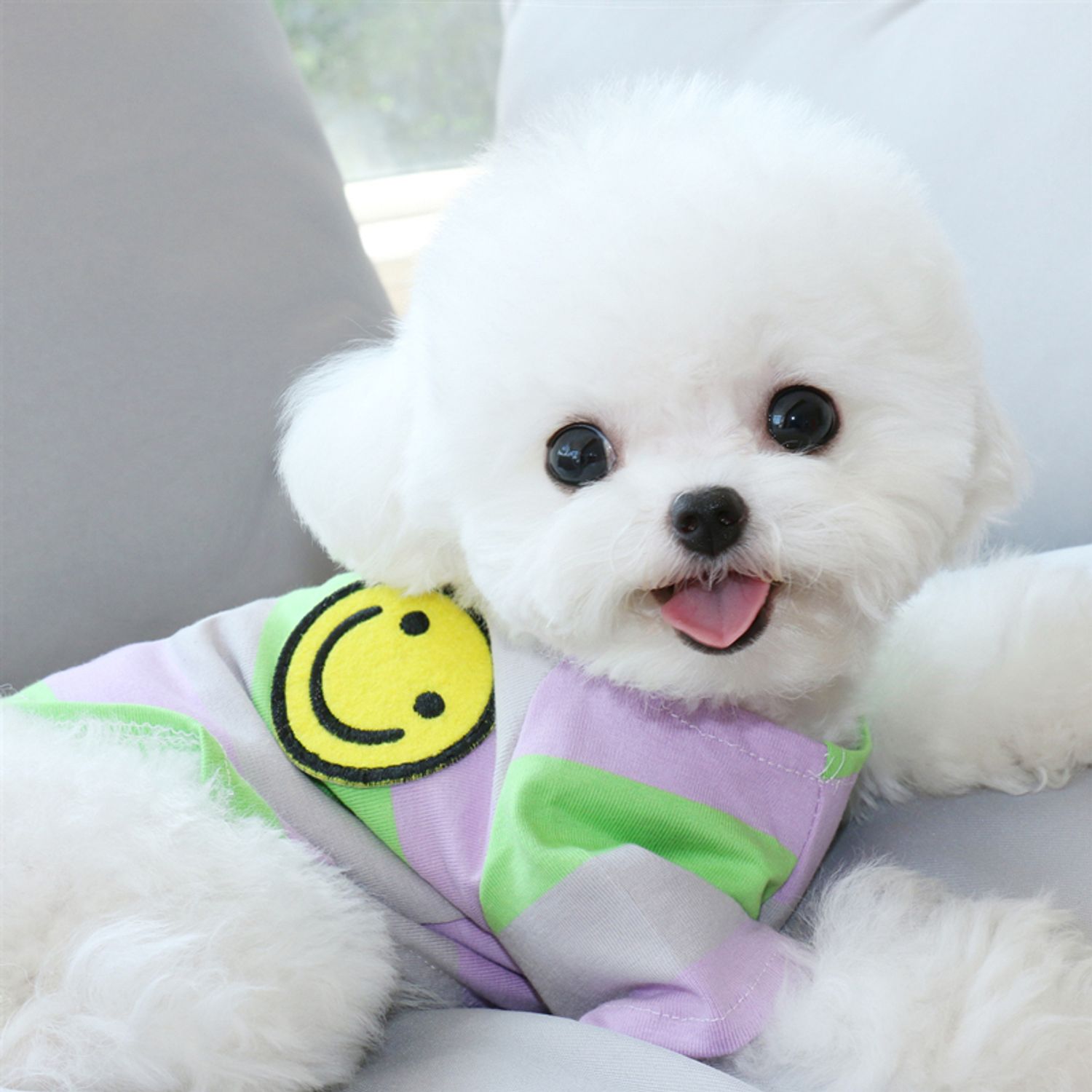 即発 スマイルくんワッペン カラフルボーダー Tシャツ 犬服 ペット 犬猫 服 Buyma