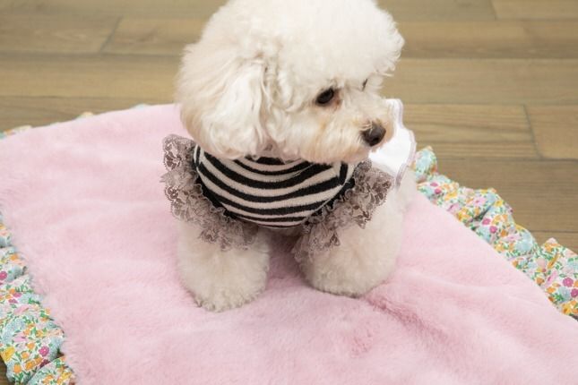 Louis dog】Ma Muse Couture XS~XLサイズ(グレー) (Louis dog/ペット ...