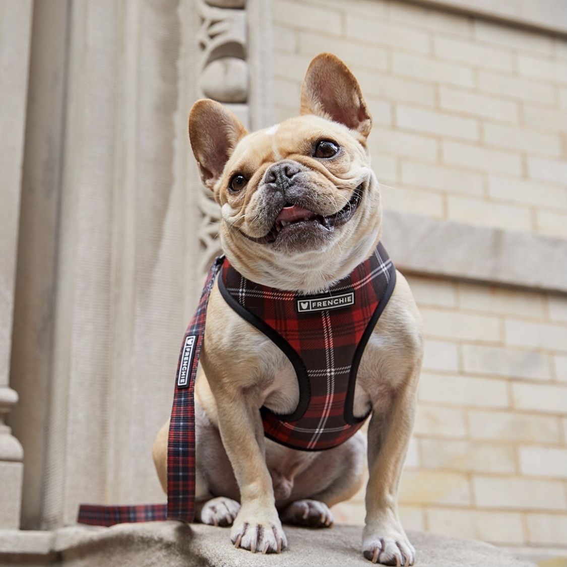 国内発送】Frenchieハーネス&リードセット チェック (FRENCHIE/首輪 国内発送】Frenchieハーネス&リードセット チェック (FRENCHIE/首輪