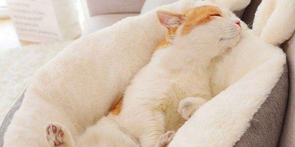 DingDongPetディンドンペット 犬猫 ハグ睡眠クッション ベッド M DingDongPetディンドンペット 犬猫 ハグ睡眠クッション ベッド M