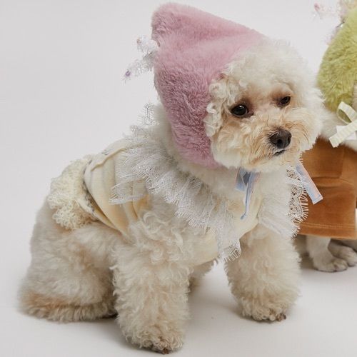 Louis dog】 Happy Birthday ベロアトップ XS~XLサイズ (Louis dog ...