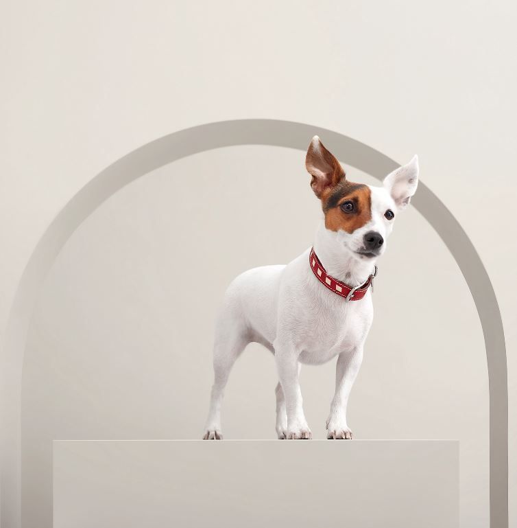 スタッズがかっこいい】HERMES 犬用首輪 カーフスキン (HERMES
