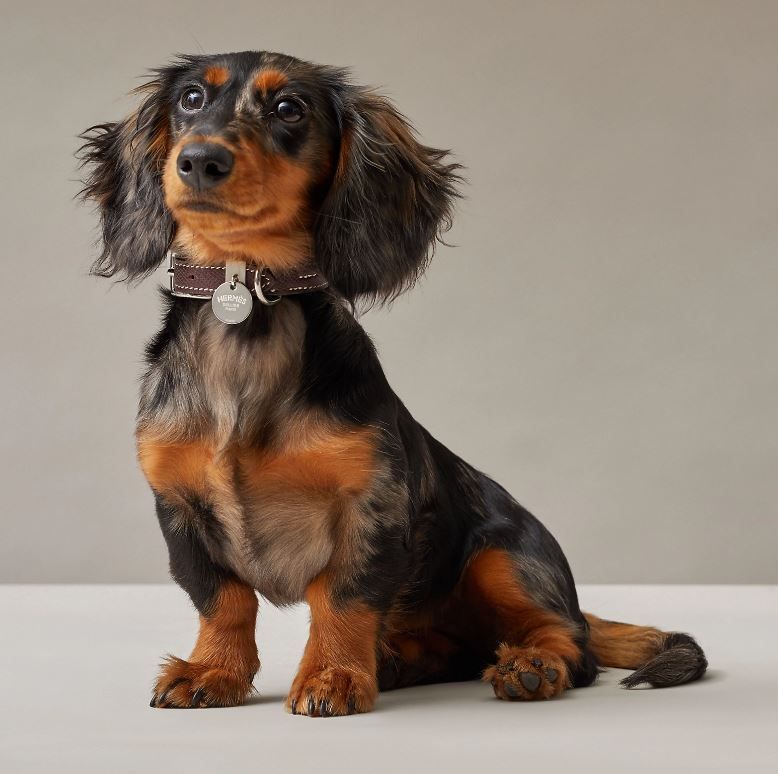 【スタッズがかっこいい】HERMES 犬用首輪 カーフスキン スタッズがかっこいい】HERMES 犬用首輪 カーフスキン (HERMES